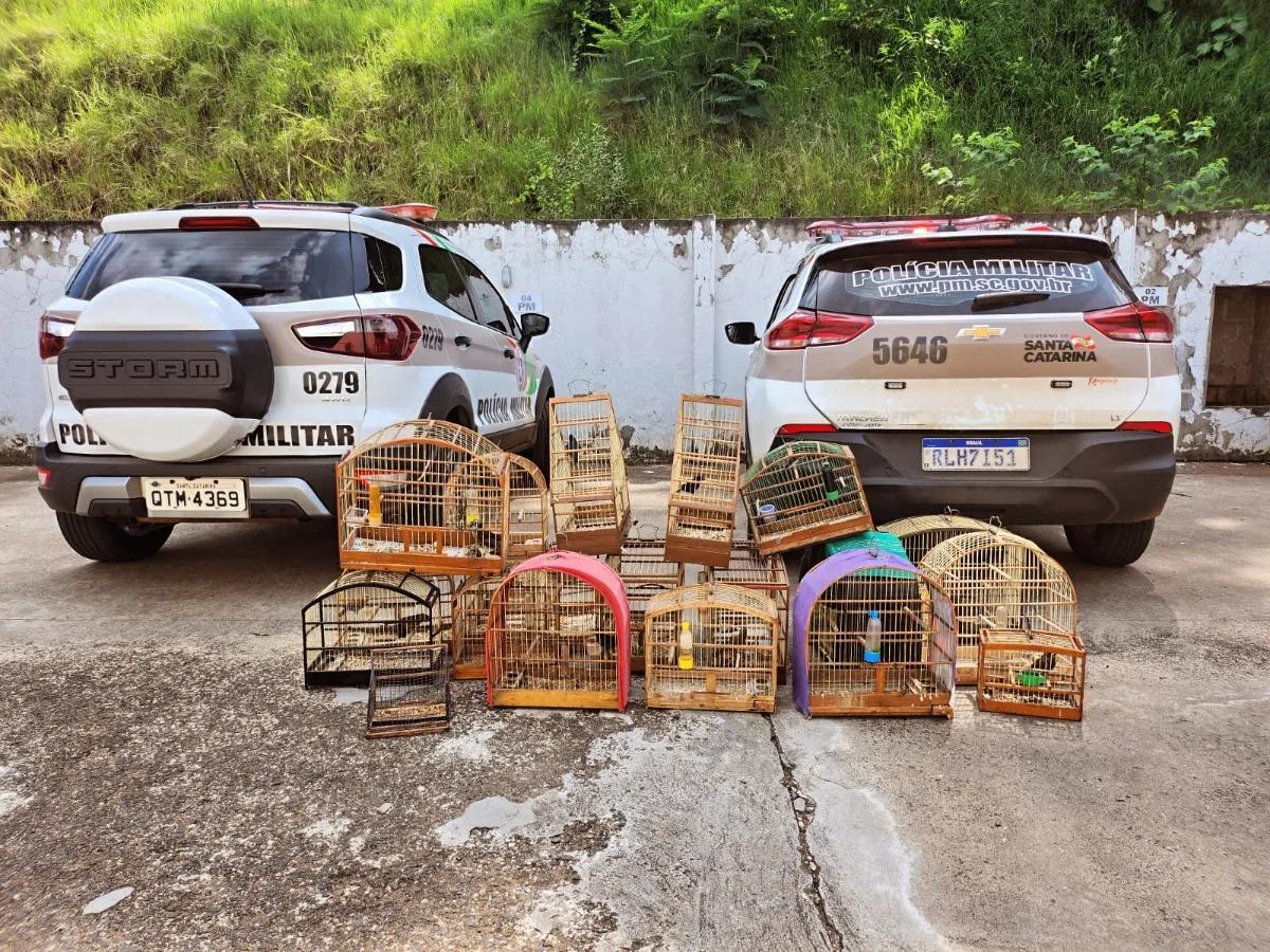 POLÍCIA MILITAR DE QUILOMBO/SANTIAGO DO SUL FAZ APREENSÃO DE AVES SILVESTRES