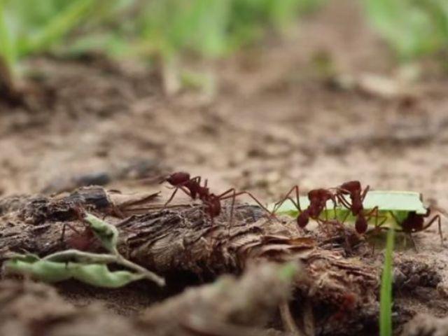 Publicação orienta sobre manejo de formigas cortadeiras