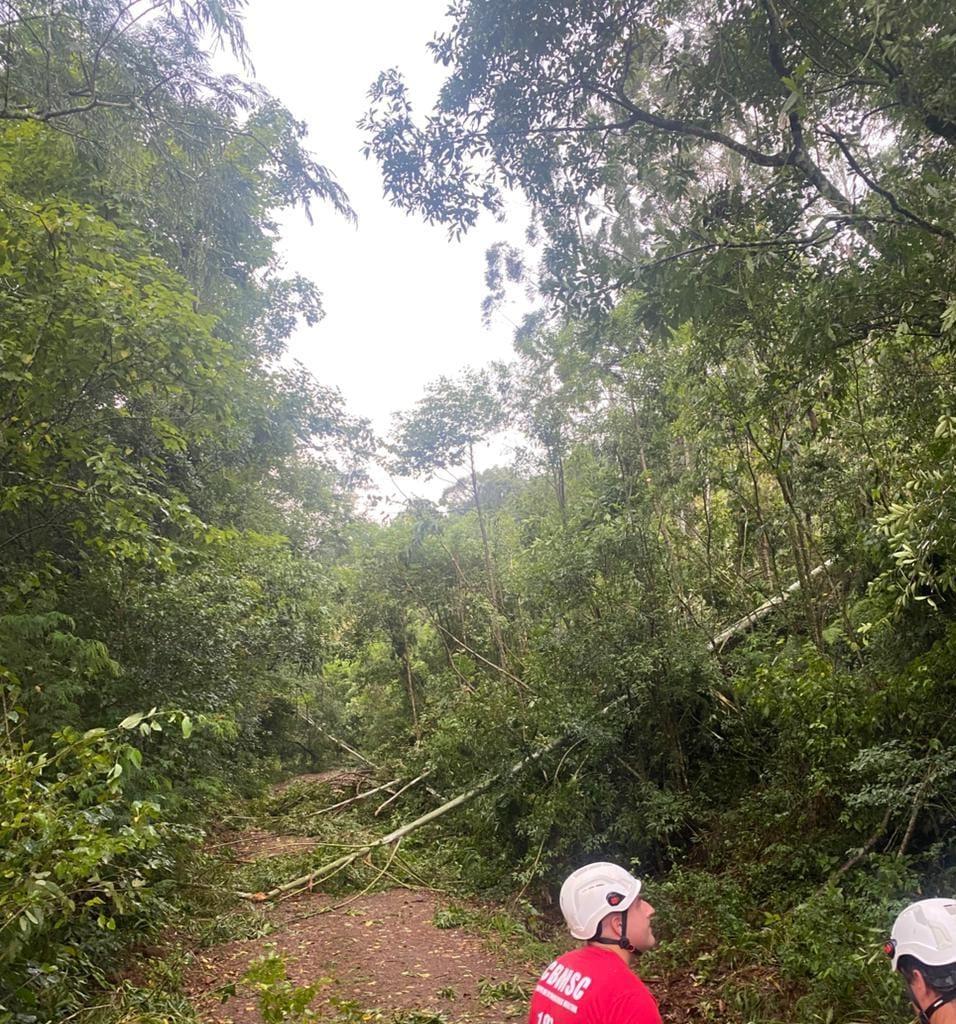 Temporal nesta sexta-feira derruba árvores e bloqueia estradas no interior de Quilombo