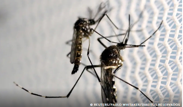 Chikungunya: em surto, município de SC registra segundo óbito