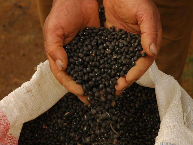 Oeste de SC se destaca nos índices de produtividade de feijão
