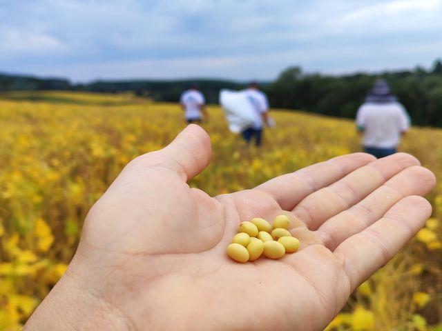 Produção de soja em Santa Catarina cresceu 275% nos últimos doze anos