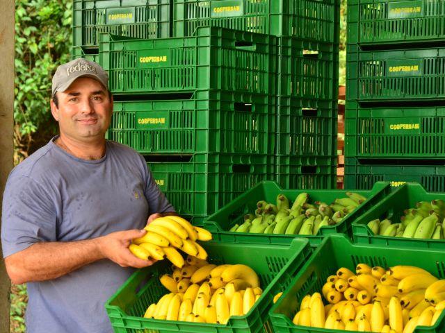 Santa Catarina registra desvalorização no preço pago ao produtor da banana-caturra