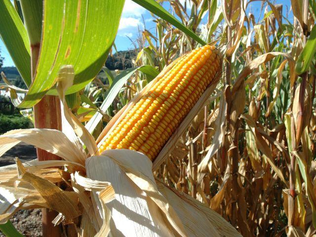 Boletim Agropecuário de abril: produtividade do milho em SC é a maior da história, com quase 10 t/ha