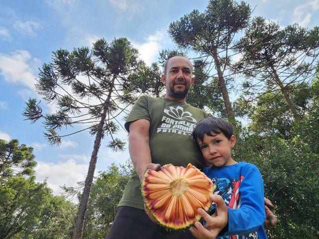 Começou a colheita de pinhão em Santa Catarina