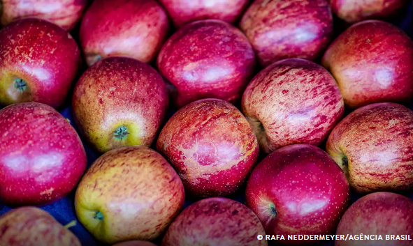 Exportação de frutas cresceu 26% no primeiro trimestre de 2025