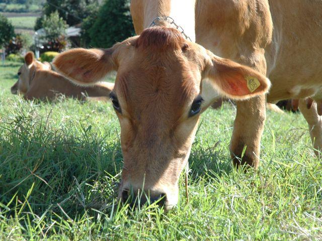 Pecuária no inverno: manejo de pasto, ajuste nutricional e planejamento são pilares para a boa produção de leite