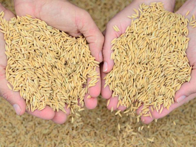 Safra de arroz deve ter produtividade recorde em Santa Catarina