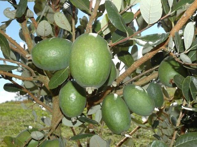 Fruta nativa do Sul do Brasil, goiaba-serrana encerra colheita em Santa Catarina neste mês