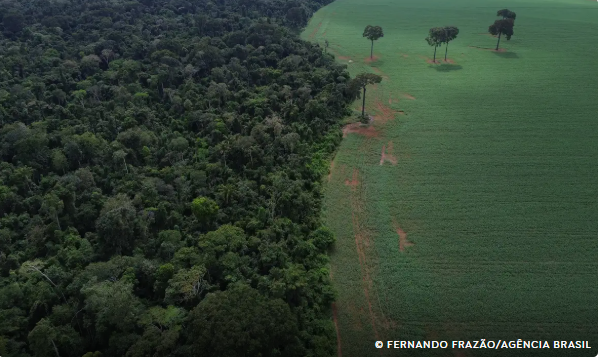 Trópicos registram perda recorde de floresta primária