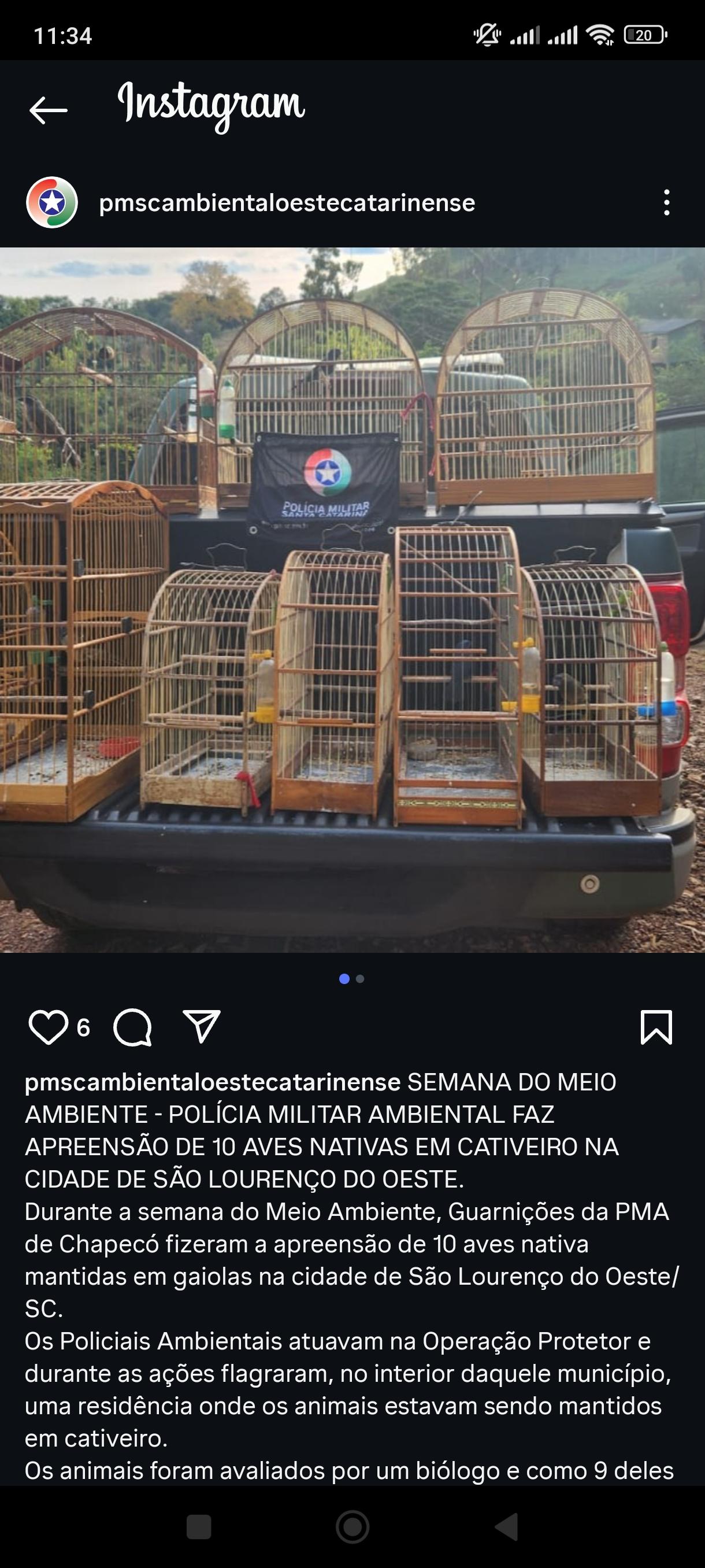 SEMANA DO MEIO AMBIENTE - POLÍCIA MILITAR AMBIENTAL FAZ APREENSÃO DE 10 AVES NATIVAS EM CATIVEIRO NA CIDADE DE SÃO LOURENÇO DO OESTE.