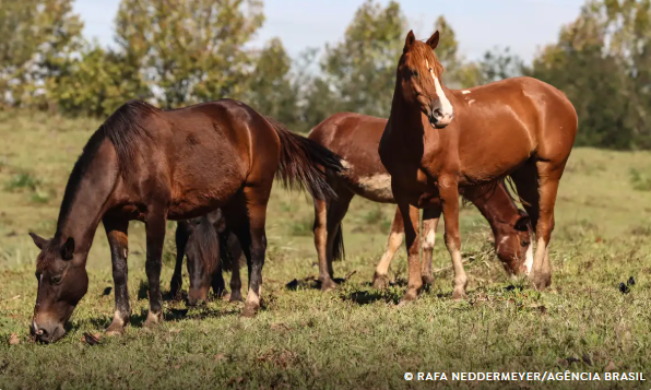 Ração contaminada mata 245 equinos em quatro estados