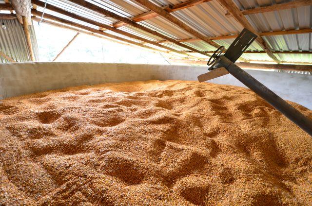 Com déficit na armazenagem de grãos, silos secadores são opção rentável para agricultores familiares em Santa Catarina