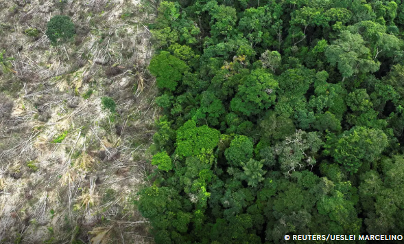 Em 40 anos, Amazônia perdeu área de vegetação do tamanho da França