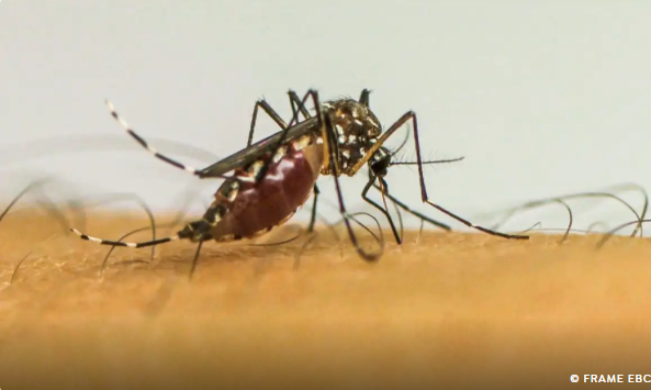 Vírus da chikungunya afeta crianças e adolescentes e deixa sequelas