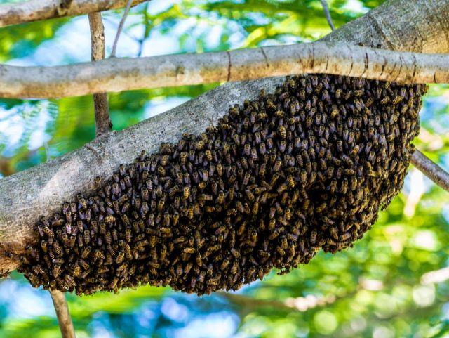 Ataques de abelhas na área urbana: Epagri explica por que acontecem e como se proteger