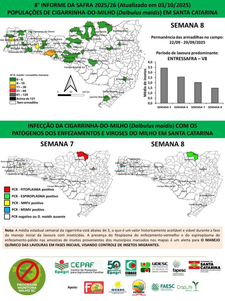 Cigarrinha do Milho: bactéria é detectada nas lavouras de Mafra pela segunda semana consecutiva
