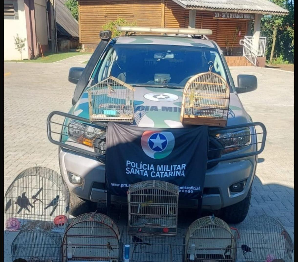 Polícia Militar Ambiental apreende aves nativas mantidas em cativeiro em Chapecó