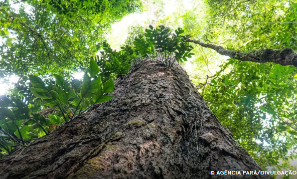 Suíça anuncia doação de R$ 33 milhões para Fundo Amazônia