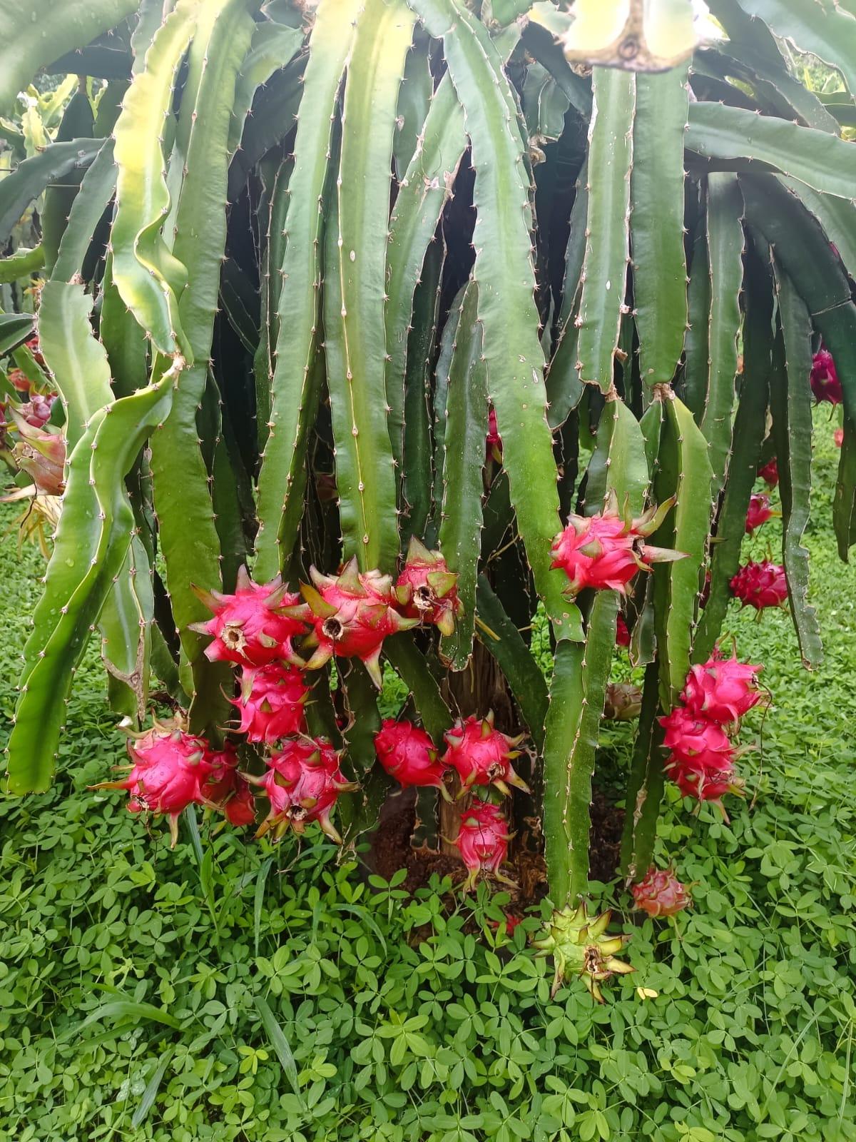 Colheita da pitaya teve início nessa semana em Quilombo/SC