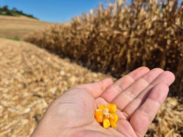 Extremo-Oeste deve colher mais de 200 sacas de milho por hectare, indica Giro da Safra