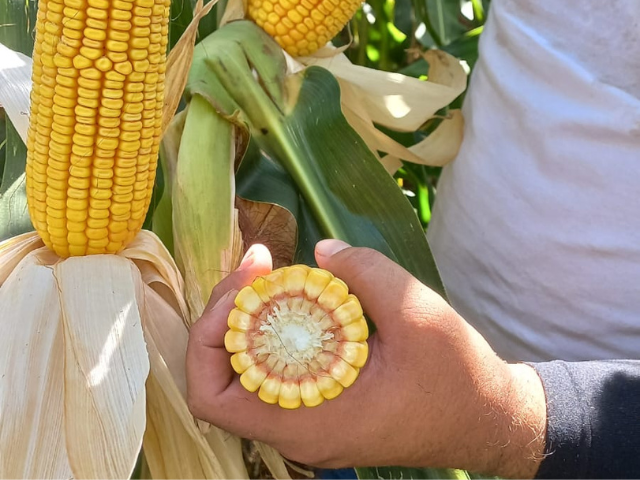 Giro da Safra reforça papel estratégico do milho em Santa Catarina