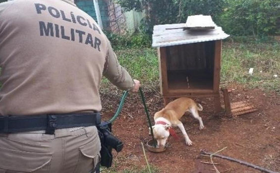 Polícia Militar flagra cães sem água e presos a correntes em Formosa do Sul