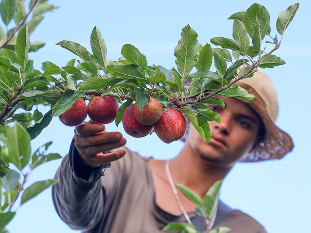 Produção de maçã deve crescer quase 28% em Santa Catarina