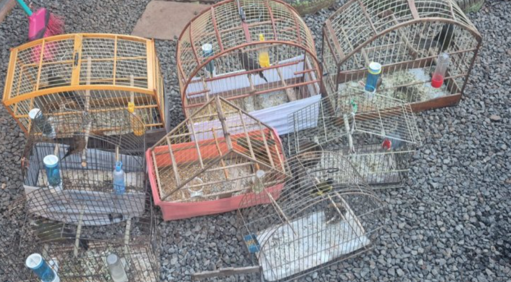 Aves silvestres são encontradas em cativeiro no município de Quilombo/SC
