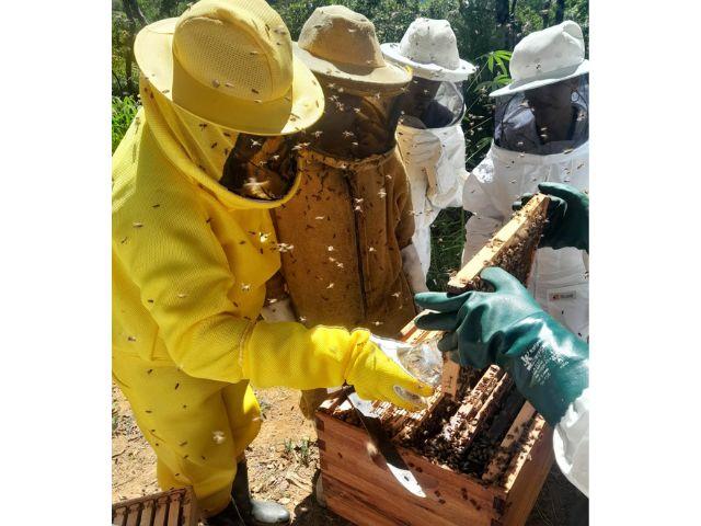 SAPE e Epagri investem na qualificação da apicultura catarinense