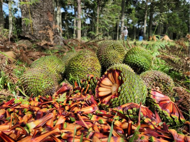 Hoje, 01 de abril iniciou a colheita de pinhão em Santa Catarina