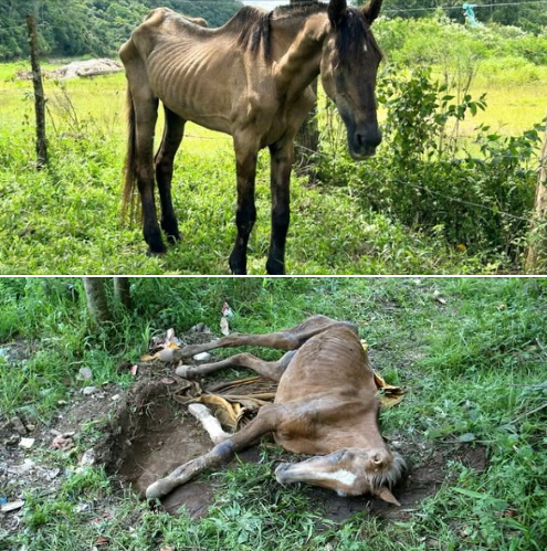 CAVALO MALTRATADO FOGE DE FAZENDA E VOLTA COM A POLÍCIA ATÉ OS OUTROS 54 ANIMAIS