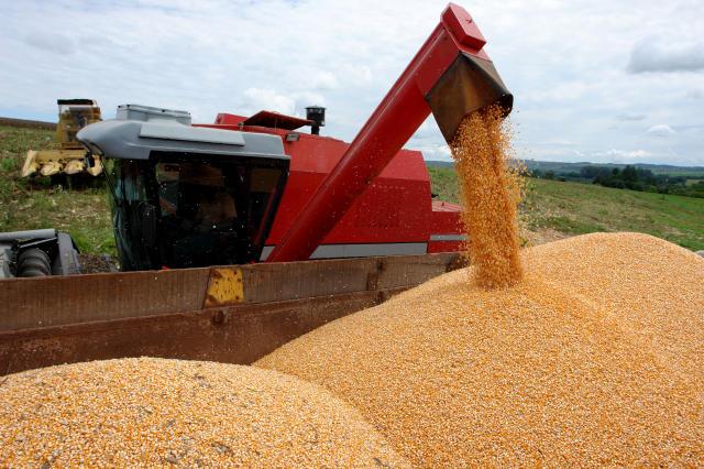 COLHEITA AVANÇA E PREÇO DO MILHO VOLTA A CAIR NO BRASIL