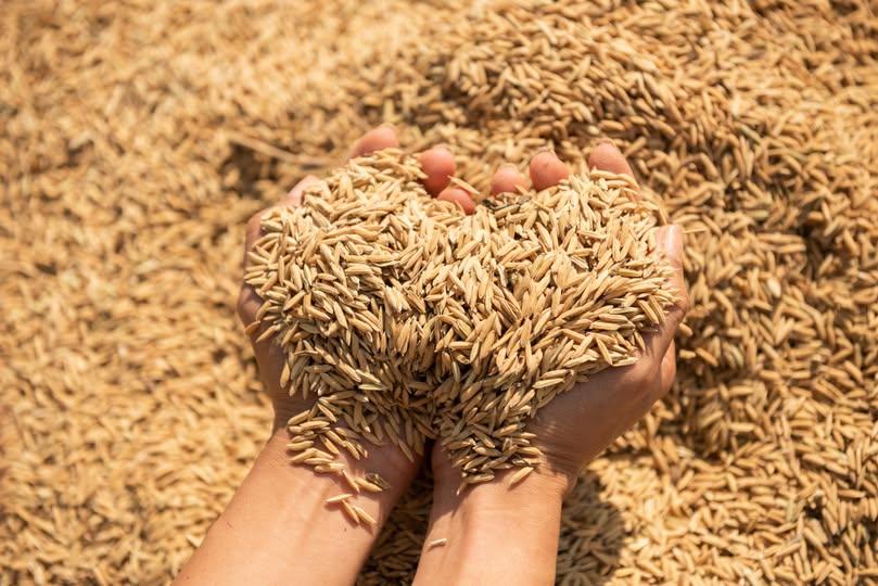 🌾📉 MERCADO DE ARROZ SEGUE TRAVADO COM PRODUTORES E COMPRADORES CAUTELOSOS