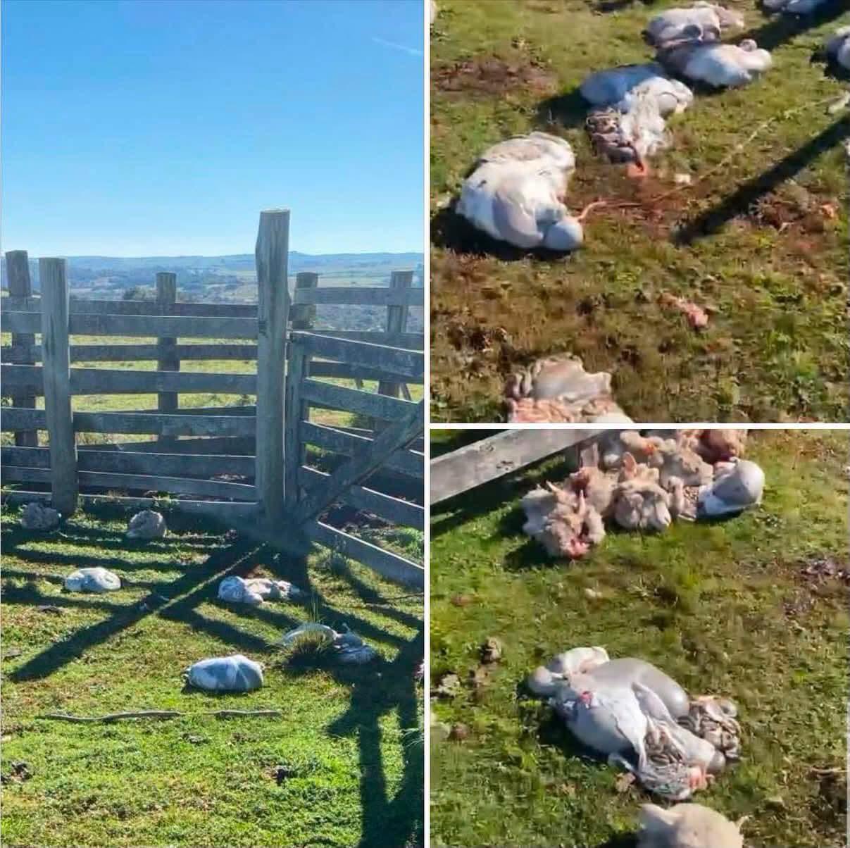 ABIGEATO GRAVE: CRIMINOSOS CARNEIAM 18 OVELHAS EM SANTANA DA BOA VISTA RS