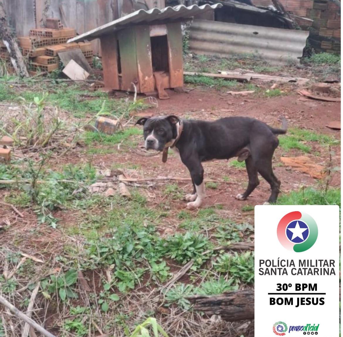 Bom Jesus: PMSC atende ocorrência de maus-tratos a um cão pitbull