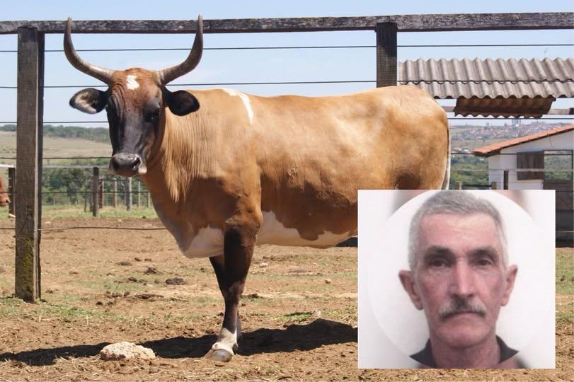 IDENTIFICADO IDOSO QUE MORREU AO SER FERIDO NA CABEÇA POR VACA NO OESTE DE SC