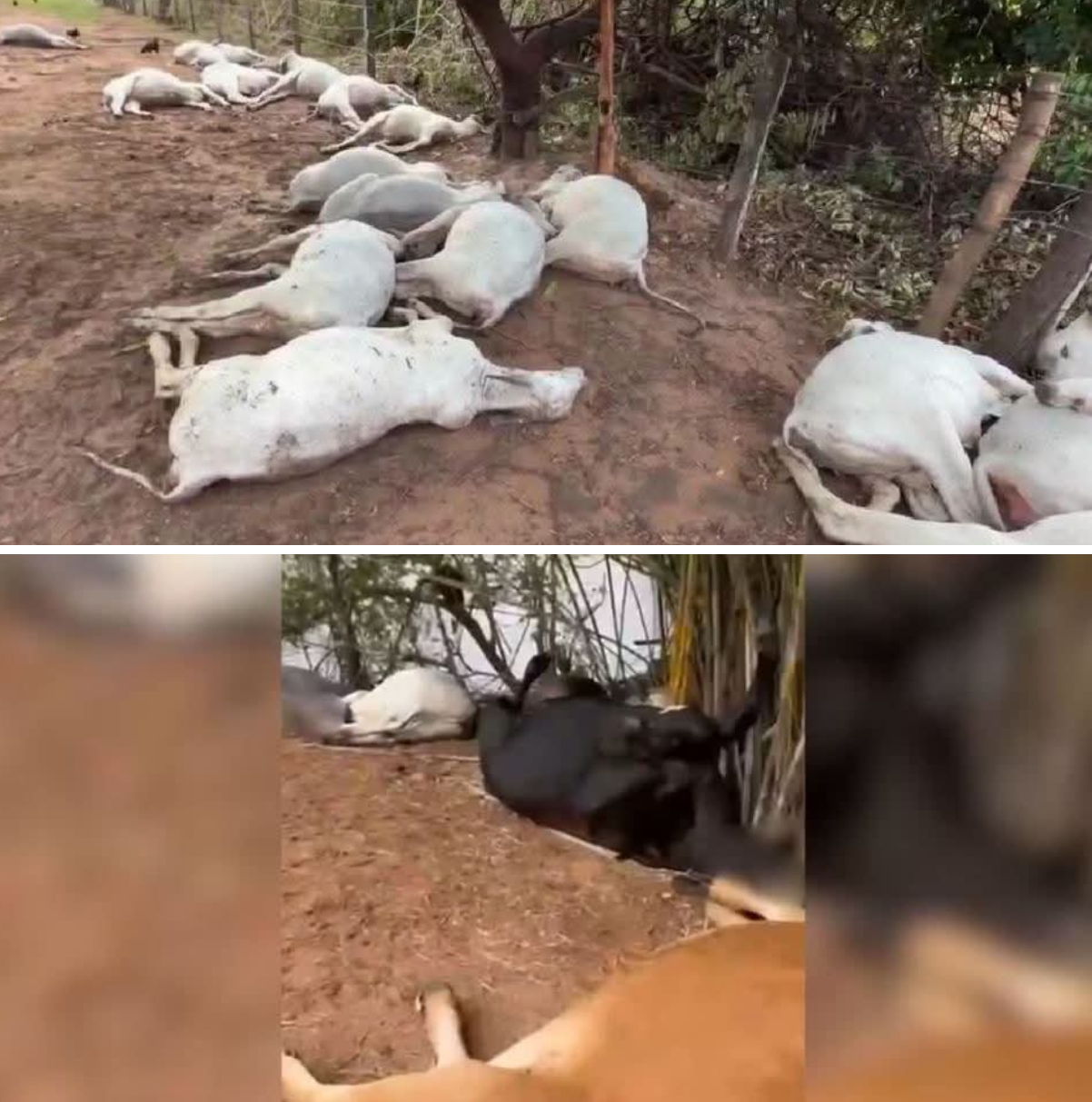 RAIOS MATAM 40 CABEÇAS DE GADO DURANTE TEMPESTADE E PREJUÍZO ASSUSTA PRODUTORES