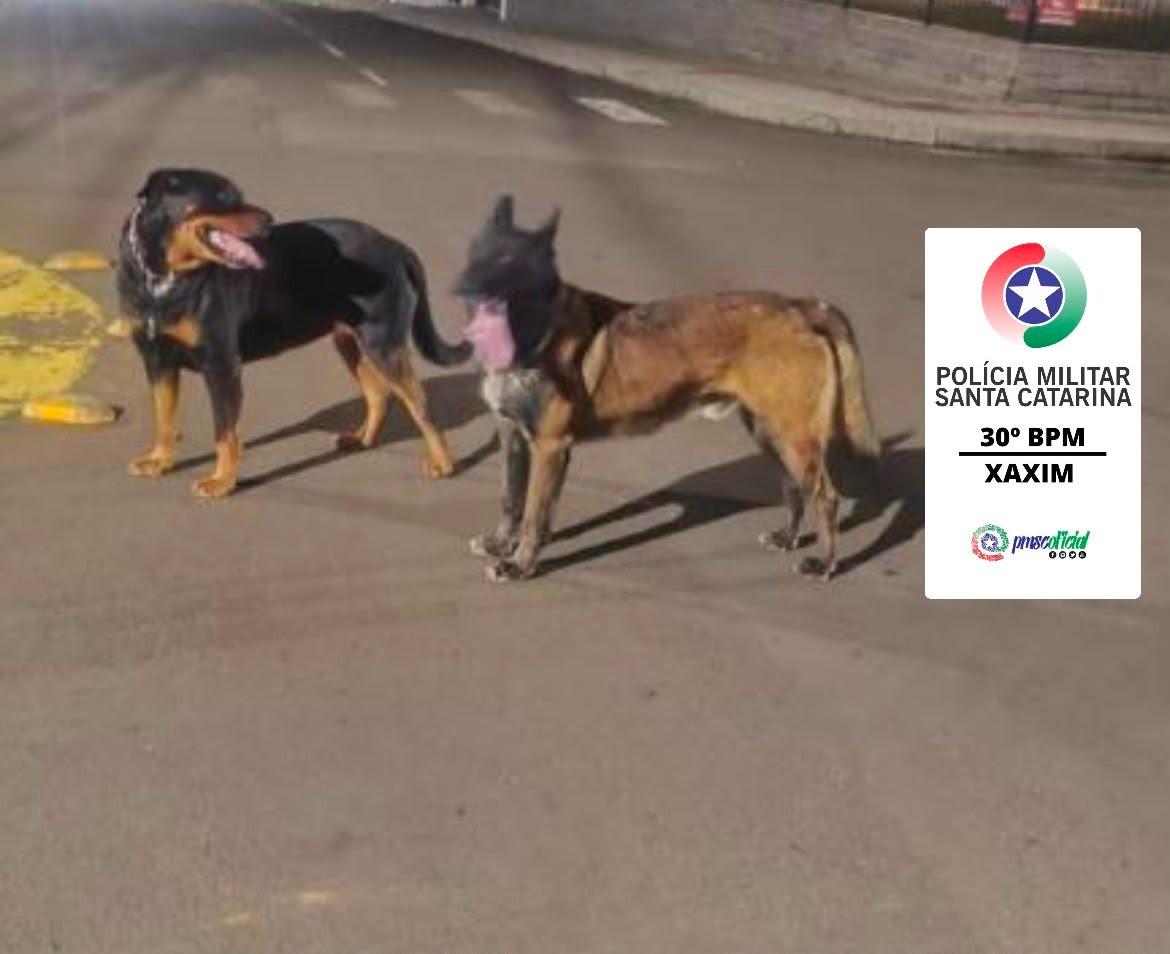 XAXIM: Omissão de cautela na guarda ou condução de animais