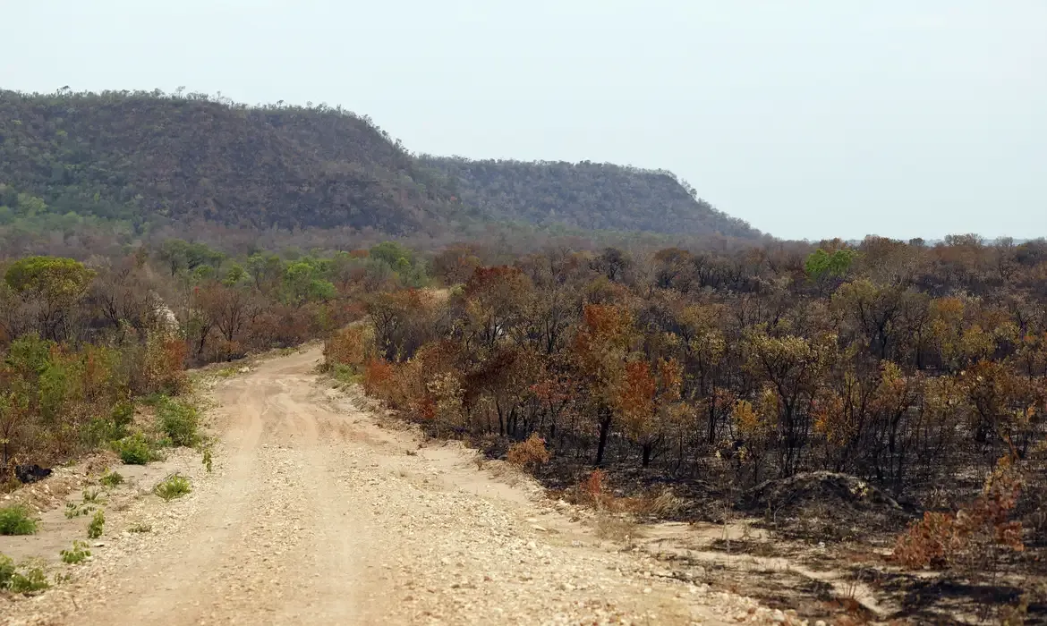 Mapbiomas: menor vegetação nativa expõe mais o país ao El Niño
