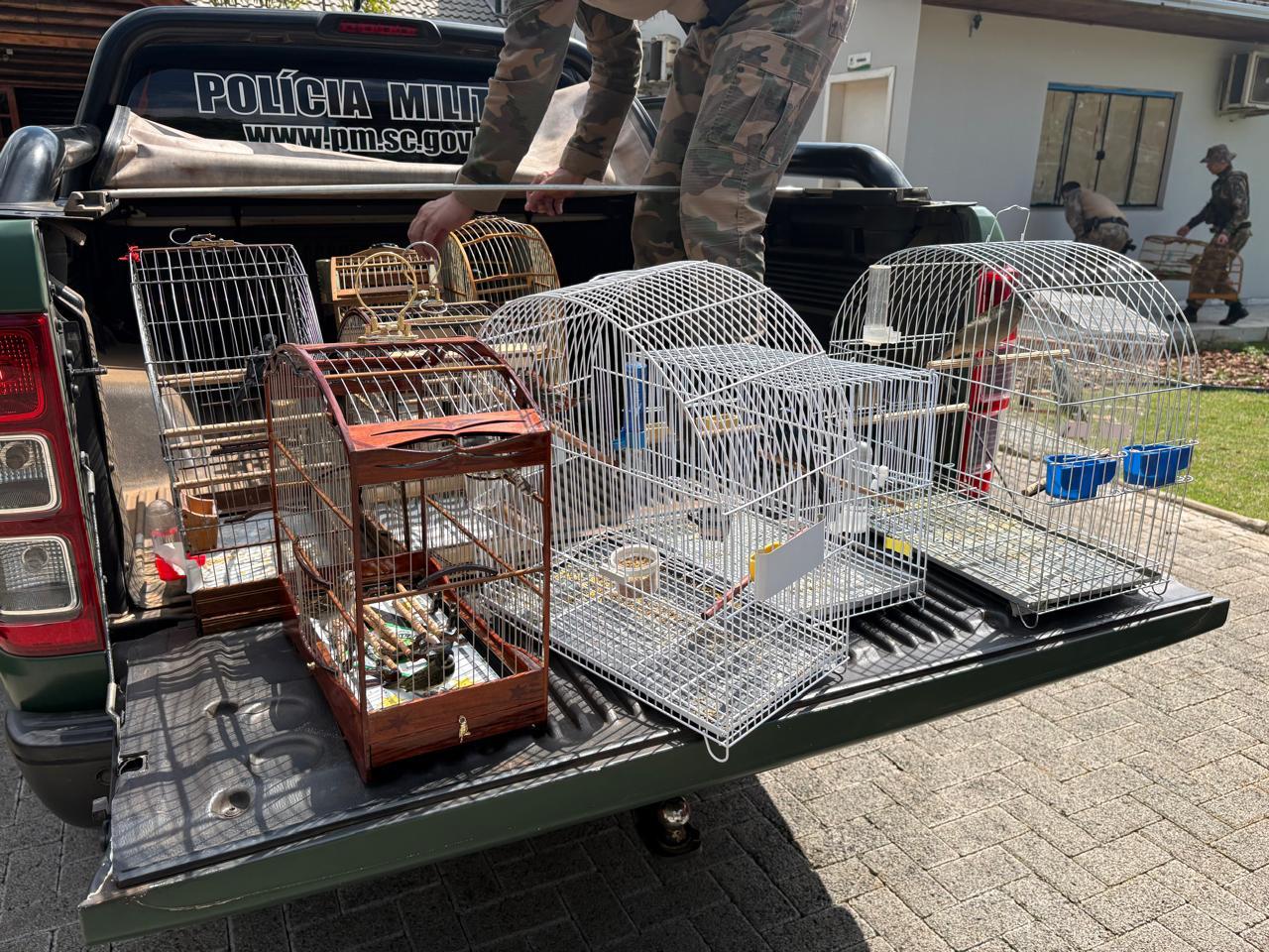 Denúncia leva a Polícia Ambiental a cativeiro de aves silvestres em Chapecó