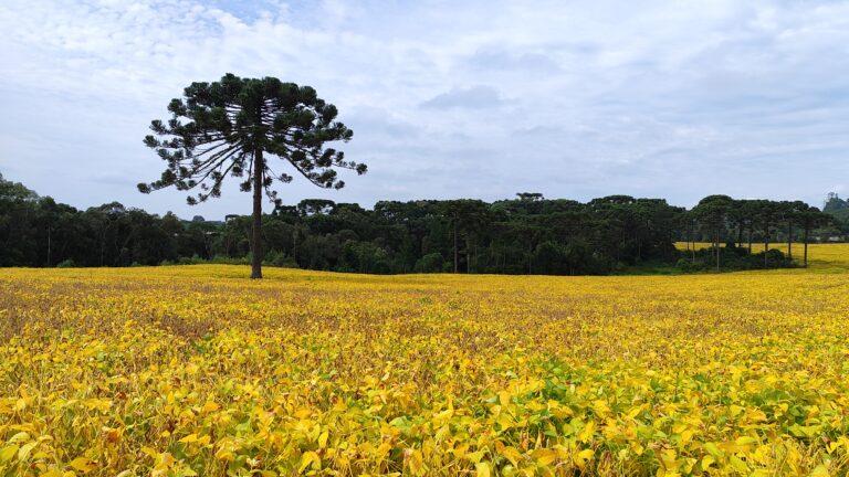 Epagri/Cepa divulga estimativas para a Safra Catarinense de Verão 2026/2027 sob influência do El Niño