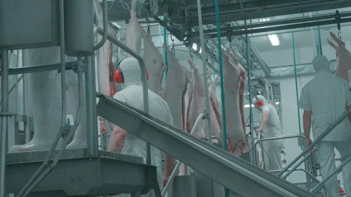 Exportações de carne suína se aproximam de 1,2 milhão de toneladas no acumulado de 2026